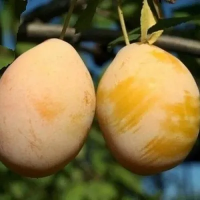 Слива ВАШИНГТОН  Слива ВАШИНГТОН в Москве