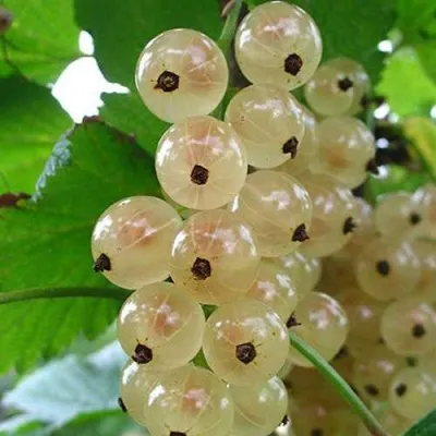 Смородина белая ЮТЕРБОРГСКАЯ — описание сорта Смородина белая ЮТЕРБОРГСКАЯ в Москве