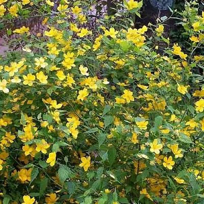 Керрия японская ГОЛДЕН ГИНЕЯ  Керрия японская ГОЛДЕН ГИНЕЯ в Москве