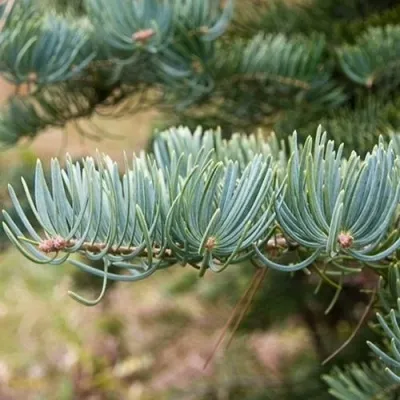 Пихта КОНКОЛОР — описание сорта Пихта КОНКОЛОР в Москве