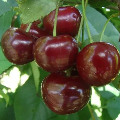 Дюк КОРМИЛИЦА — описание сорта Дюк КОРМИЛИЦА в Москве