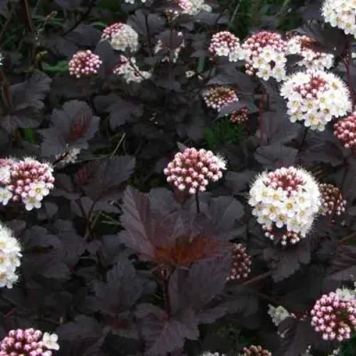 Пузыреплодник ДИАБЛО — описание сорта Пузыреплодник ДИАБЛО в Москве