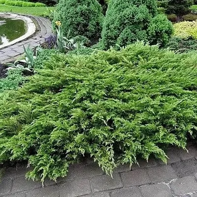 Можжевельник РОКЕРИ ДЖЕМ казацкий  Можжевельник РОКЕРИ ДЖЕМ казацкий в Москве