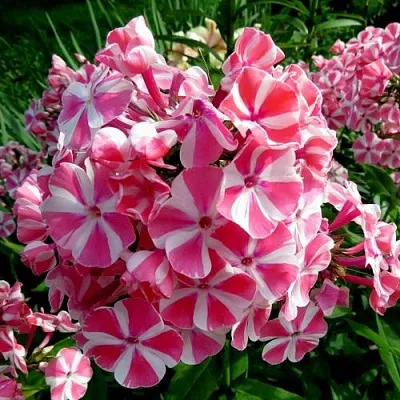 Флокс ПЕППЕРМИНТ ТВИСТ метельчатый  Флокс ПЕППЕРМИНТ ТВИСТ метельчатый в Москве