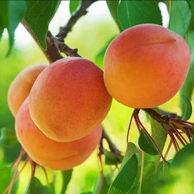 Абрикос ДЕБЮТ в Москве