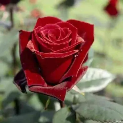 Саженцы роз ТАБУ чайно-гибридная — описание сорта Саженцы роз ТАБУ чайно-гибридная в Москве