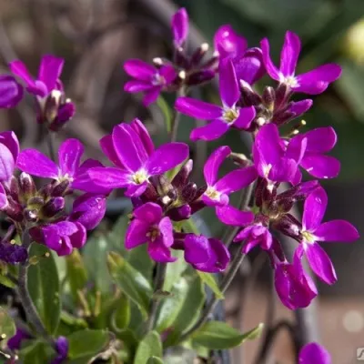 Арабис РОУЗ делайт — описание сорта Арабис РОУЗ делайт в Москве