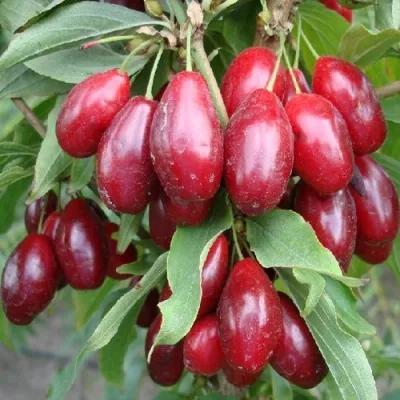 Кизил СВЕТЛЯЧОК — описание сорта Кизил СВЕТЛЯЧОК в Москве