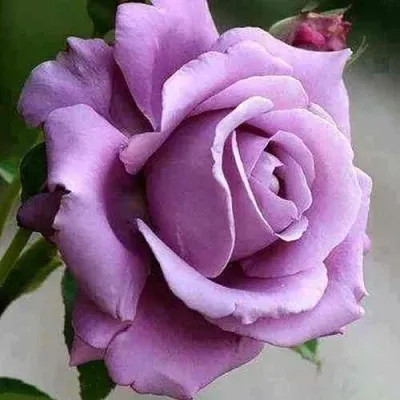 Саженцы роз МАЙЗЕР чайно-гибридная — описание сорта Саженцы роз МАЙЗЕР чайно-гибридная в Москве