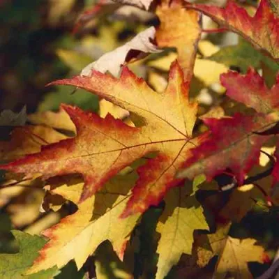 Клен серебристый — описание сорта Клен серебристый в Москве