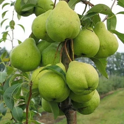 Груша ДЕКОР колонновидная  Груша ДЕКОР колонновидная в Москве