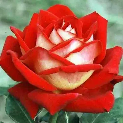 Саженцы роз НЬЮ ФЭШН чайно-гибридная  Саженцы роз НЬЮ ФЭШН чайно-гибридная в Москве