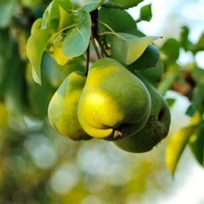 Груша СТОЛИЧНАЯ колонновидная — описание сорта Груша СТОЛИЧНАЯ колонновидная в Москве