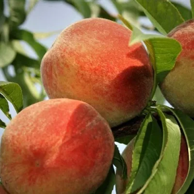 Персик ВУЛКАН — описание сорта Персик ВУЛКАН в Москве