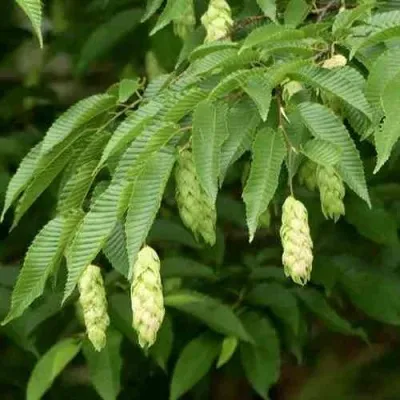 Граб японский — описание сорта Граб японский в Москве