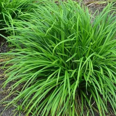 Осока АЙРИШ ГРИН — описание сорта Осока АЙРИШ ГРИН в Москве