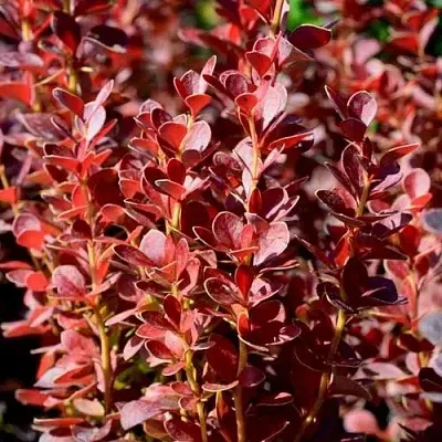 Барбарис ВУЛКАНО тунберга  Барбарис ВУЛКАНО тунберга в Москве