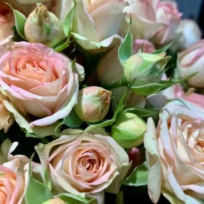 Саженцы роз АЗОРЕ спрей — описание сорта Саженцы роз АЗОРЕ спрей в Москве