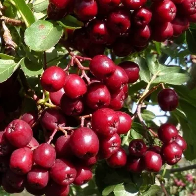 Рябина ГРАНАТНАЯ сладкоплодная — описание сорта Рябина ГРАНАТНАЯ сладкоплодная в Москве