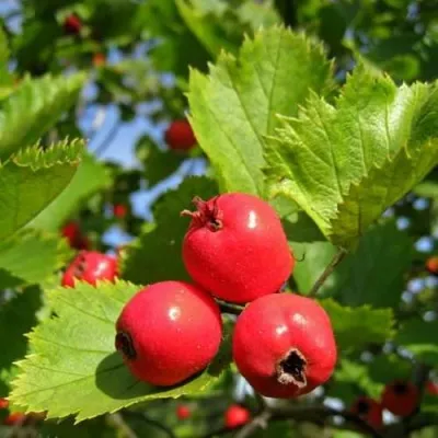 Боярышник МЯГКОВАТЫЙ — описание сорта Боярышник МЯГКОВАТЫЙ в Москве