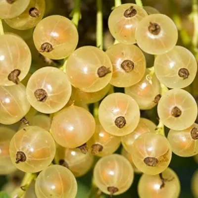 Смородина белая СМОЛЬЯНИНОВСКАЯ — описание сорта Смородина белая СМОЛЬЯНИНОВСКАЯ в Москве