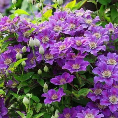 Клематис АШВА — описание сорта Клематис АШВА в Москве