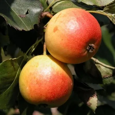 Груша АЛЁНУШКА — описание сорта Груша АЛЁНУШКА в Москве