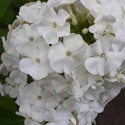 Флокс РЕМБРАНДТ метельчатый  Флокс РЕМБРАНДТ метельчатый в Москве