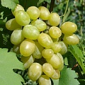 Виноград в Ереване