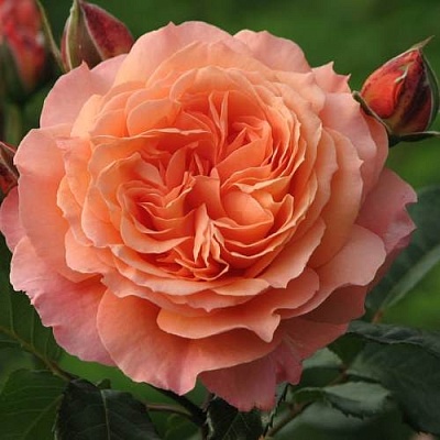 Роза шраб в Ереване