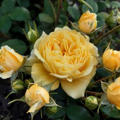 Роза флорибунда в Ереване
