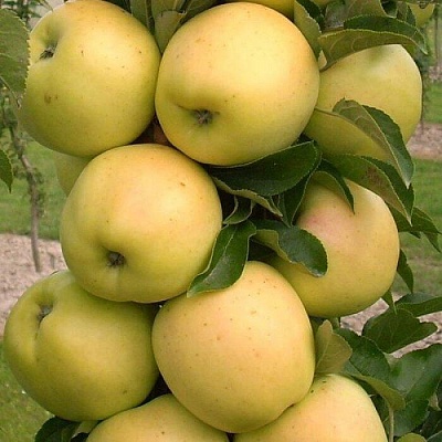 Яблоня колонновидная в Ереване