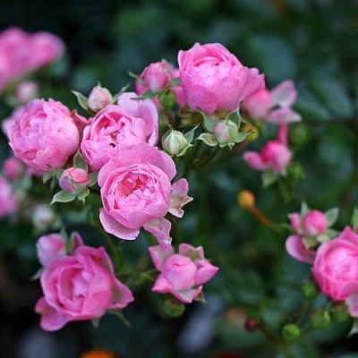 Роза полиантовая в Ереване