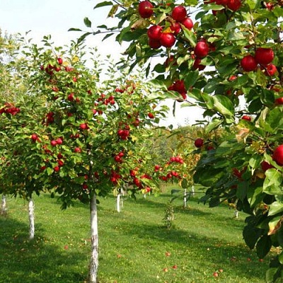 Плодовые деревья в Ереване