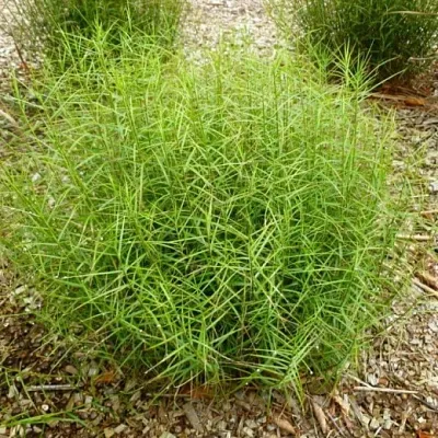 Осока пальмолистная Осока пальмолистная