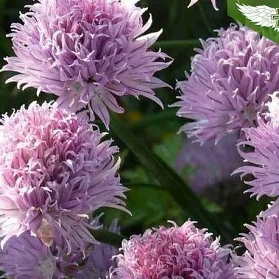 Лук спиралис горный Лук спиралис горный