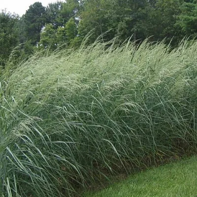 Просо ДЕВЕЙ БЛЮ Просо ДЕВЕЙ БЛЮ